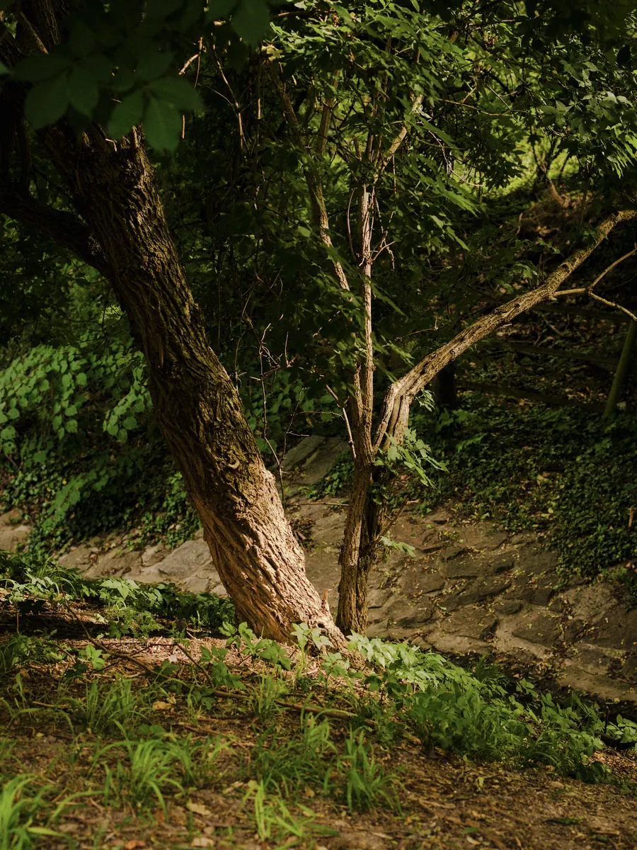 Leaning tree on a forest slope caught by a shaft of light