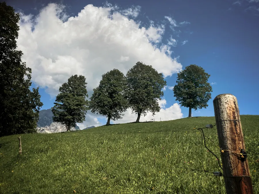 Row of trees on a grassy hill, a weathered fence post in the foreground
