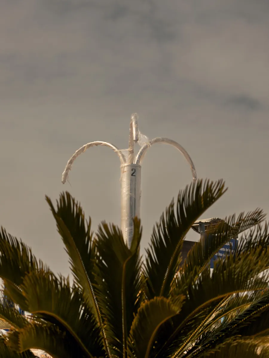 Palm fronds below a curved street lamp against a grey sky